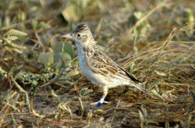 Raso Lark