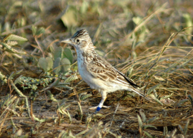 Raso Lark