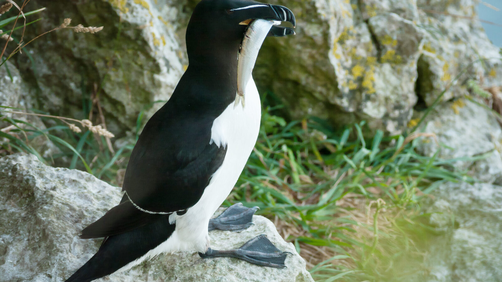 Razorbill