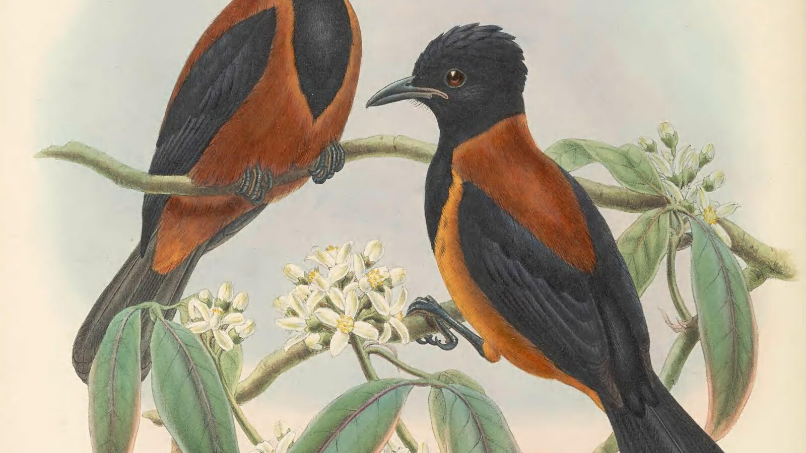Southern Variable Pitohui