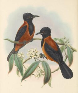 Southern Variable Pitohui