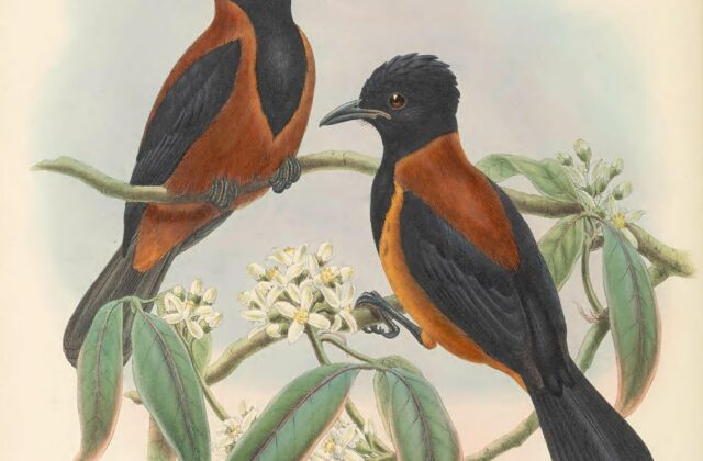 Southern Variable Pitohui