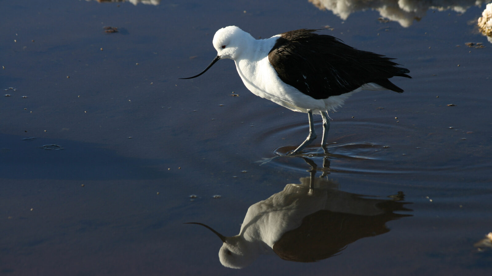 Andean Avocet