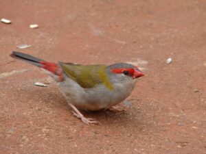 Red-browed Finch