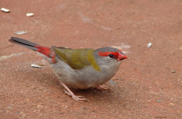 Red-browed Finch