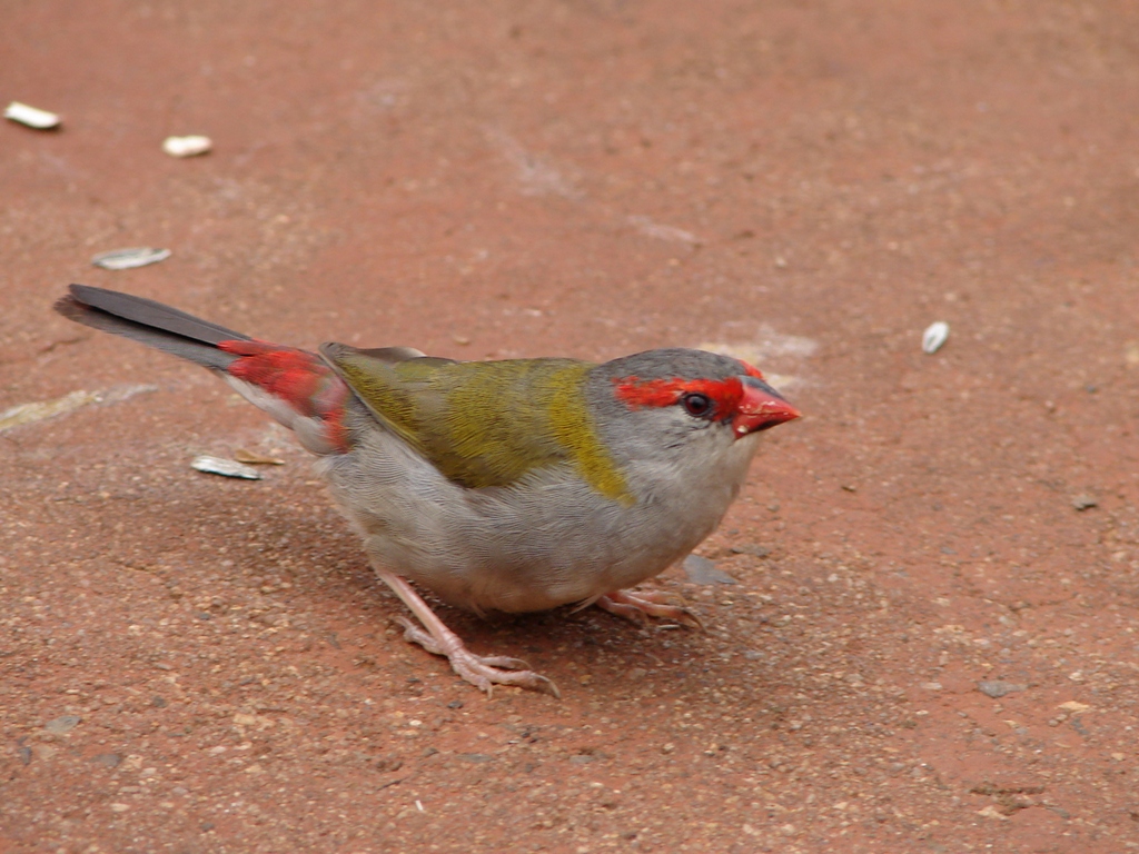Red-browed Finch