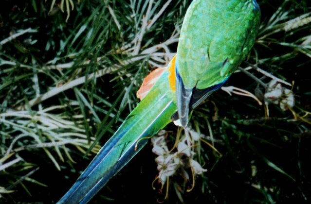 Red-capped Parrot