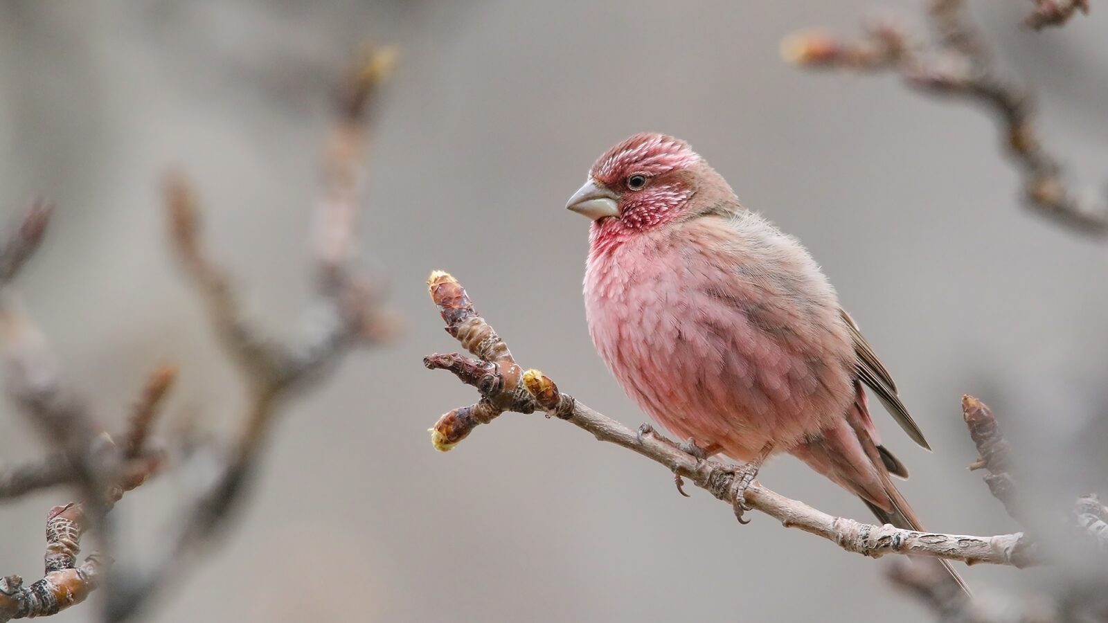 Red-mantled Rosefinch