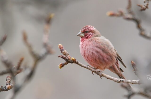 Red-mantled Rosefinch