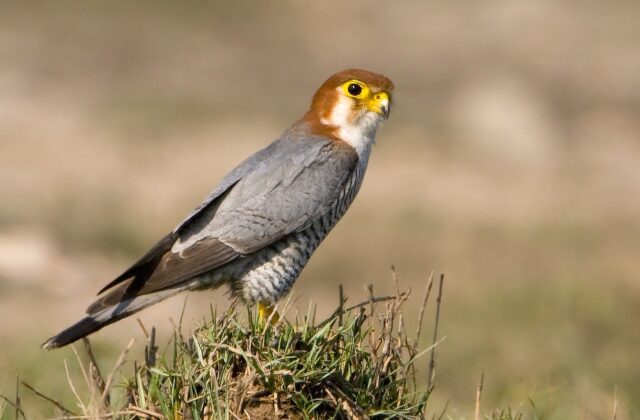 Red-necked Falcon