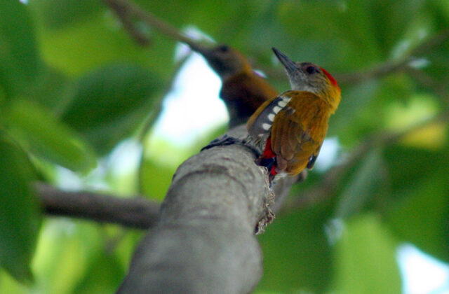 Red-rumped Woodpecker