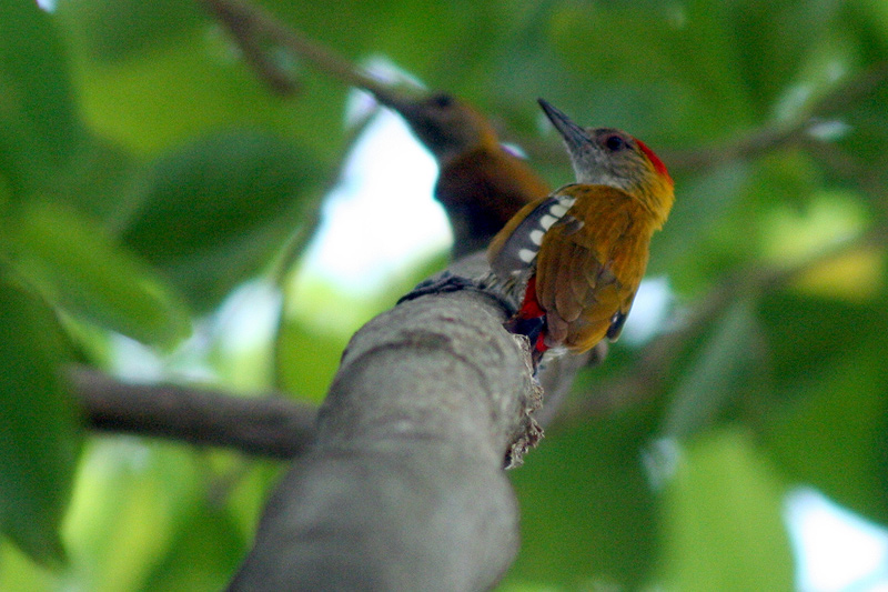 Red-rumped Woodpecker