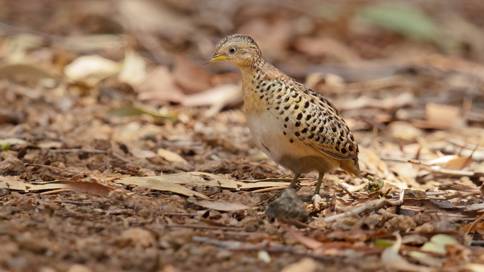 Red-backed Buttonquail