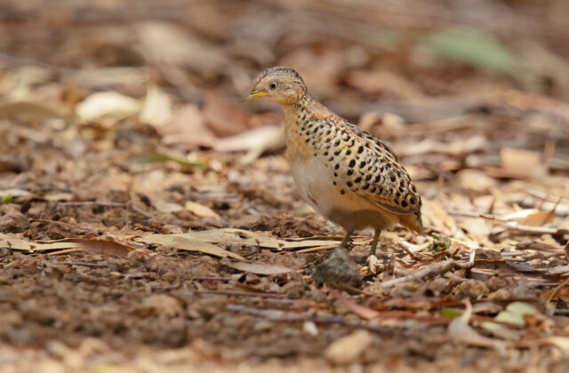 Red-backed Buttonquail