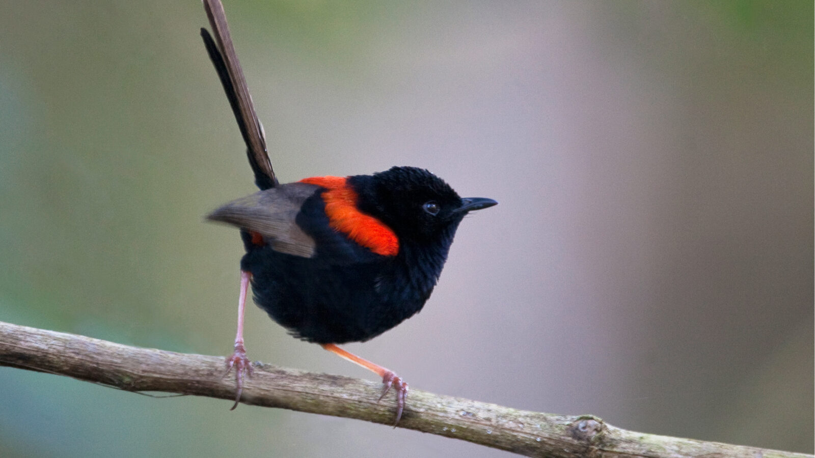 Red-backed Fairywren