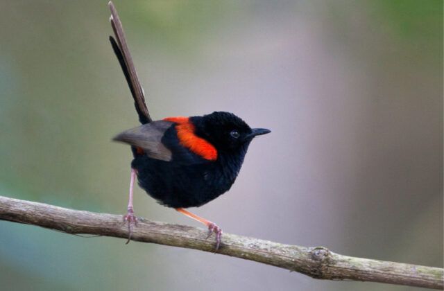 Red-backed Fairywren