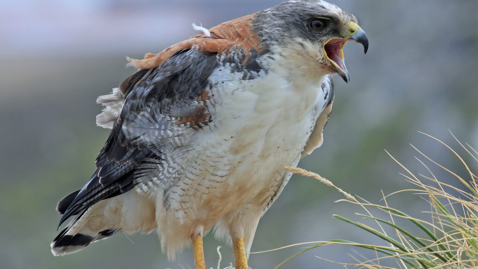 Variable Hawk