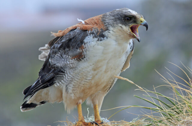 Variable Hawk
