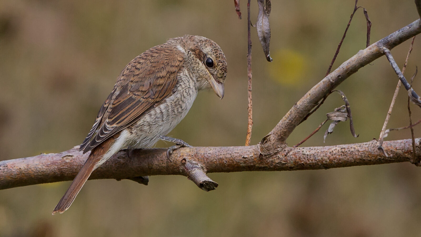 Red-backed Shrike