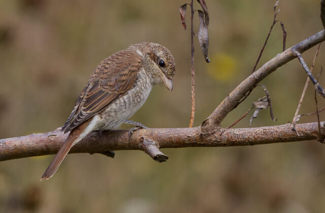 Red-backed Shrike