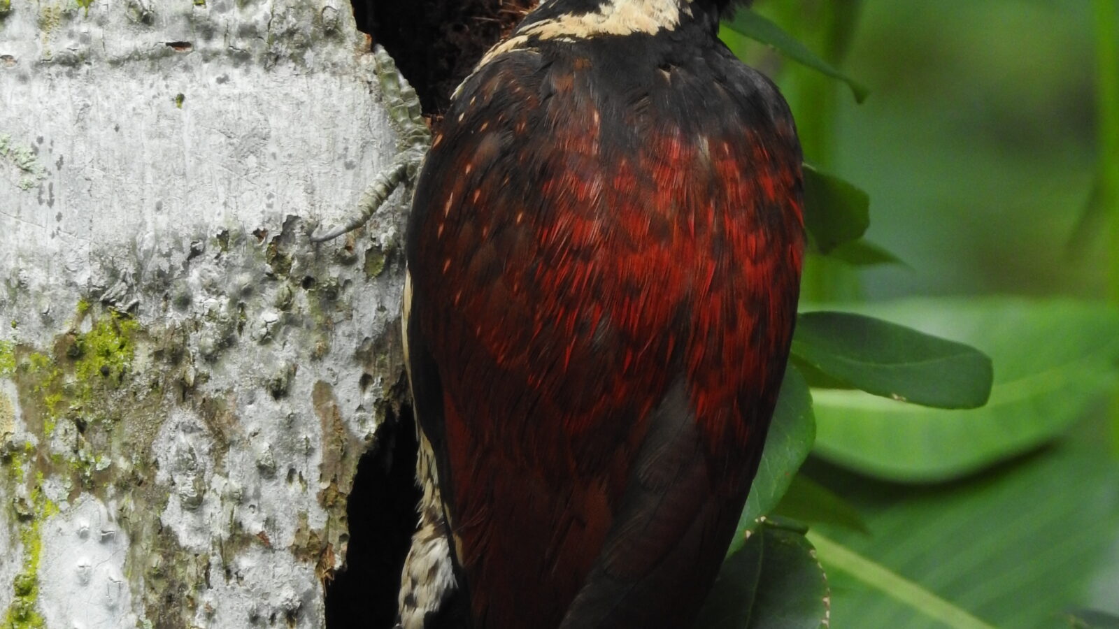 Red-backed Flameback