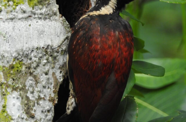 Red-backed Flameback