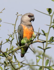 Red-bellied Parrot