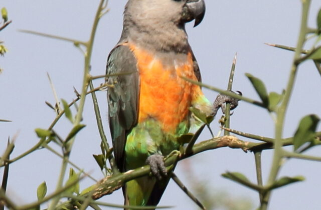 Red-bellied Parrot