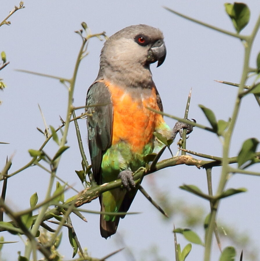 Red-bellied Parrot