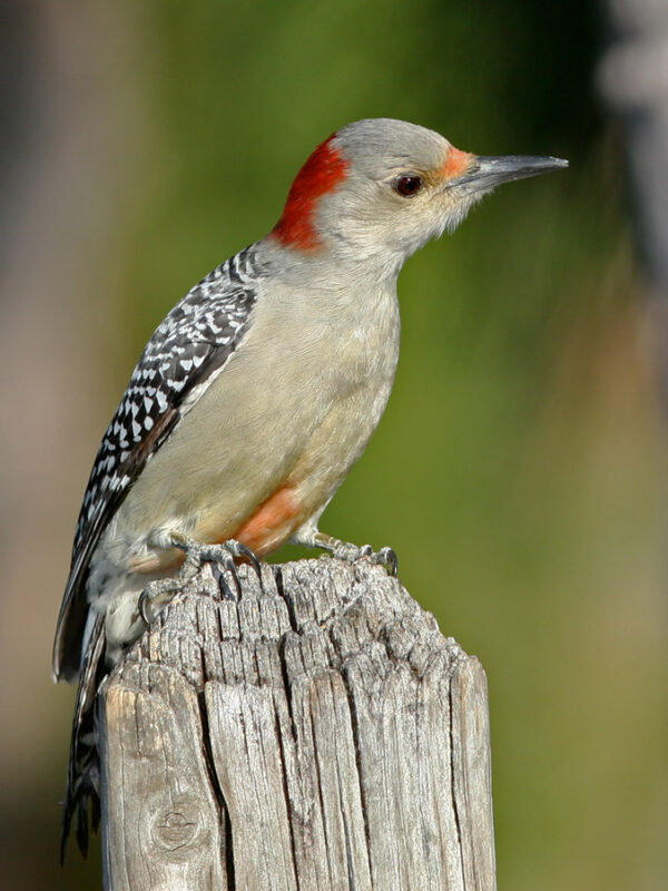 Red-bellied Woodpecker