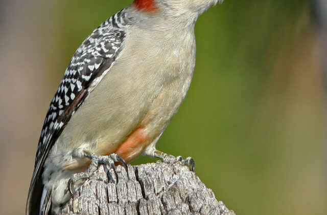 Red-bellied Woodpecker