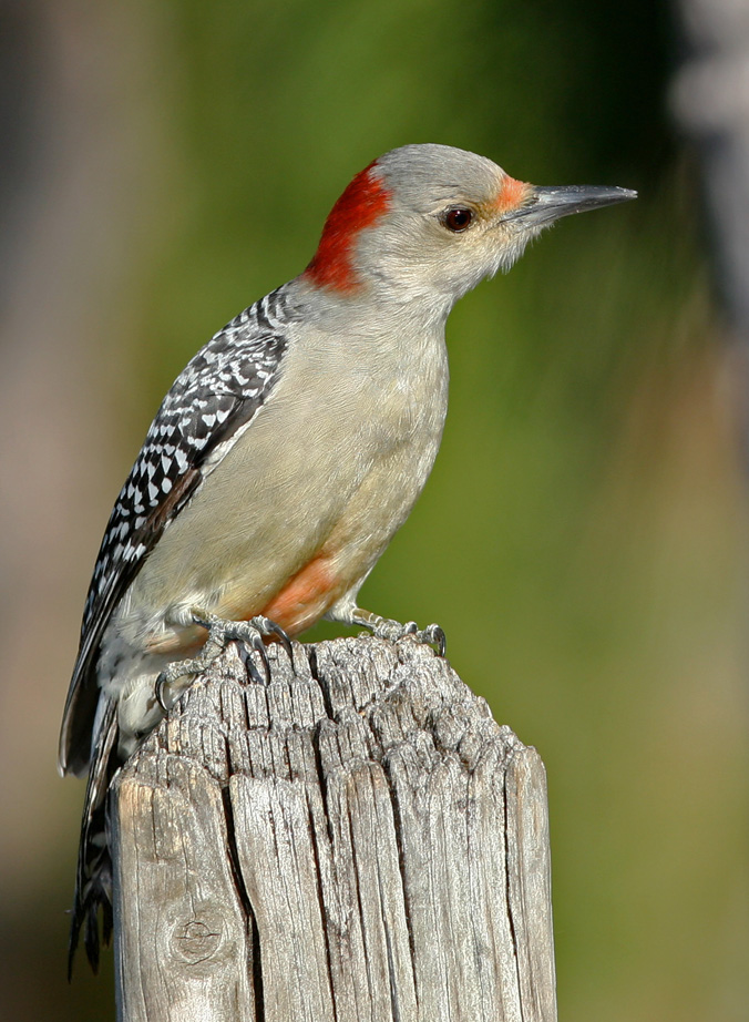 Red-bellied Woodpecker