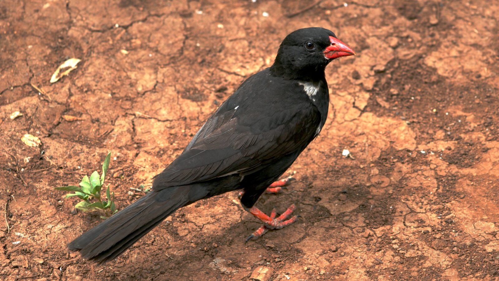 Red-billed Buffalo Weaver