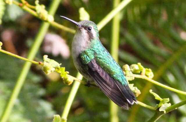 Red-billed Emerald