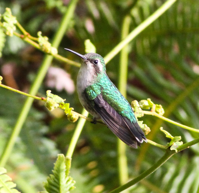 Red-billed Emerald
