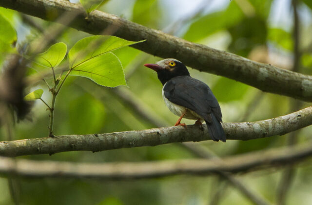 Red-billed Helmetshrike