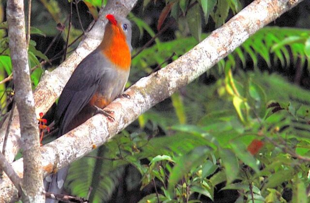 Red-billed Malkoha
