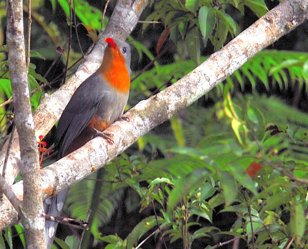 Red-billed Malkoha