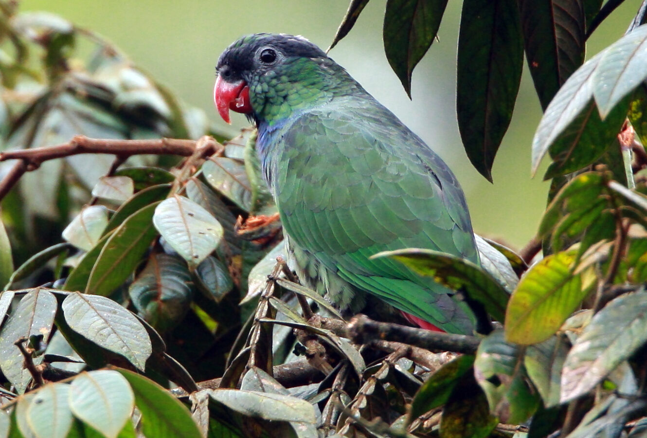 Red-billed Parrot