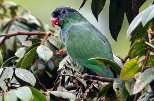 Red-billed Parrot