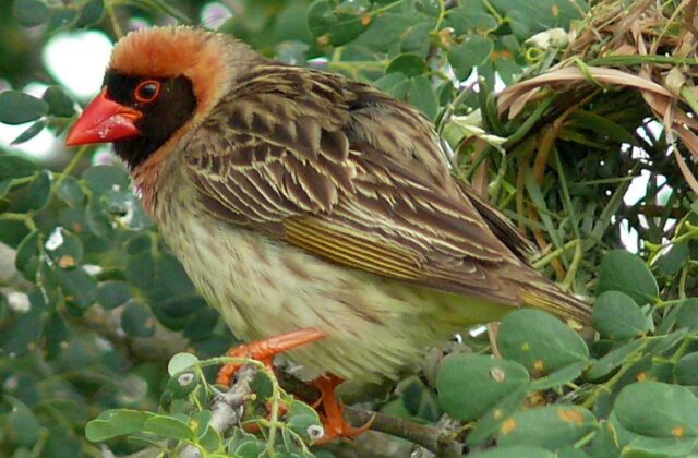 Red-billed Quelea