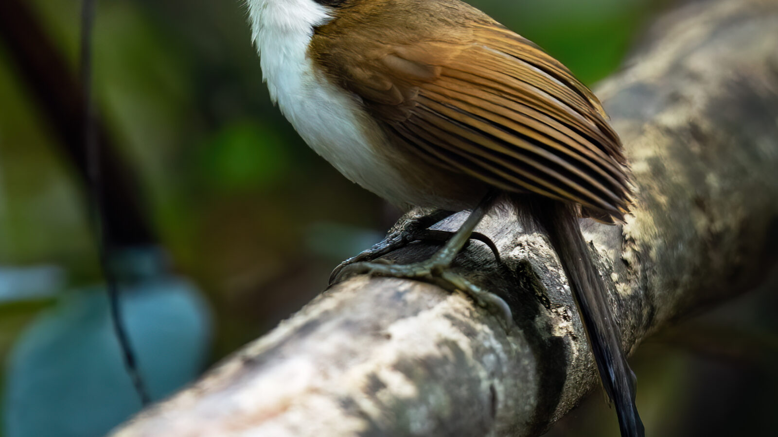 Red-billed Scimitar Babbler
