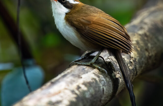 Red-billed Scimitar Babbler