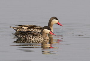 Red-billed Teal