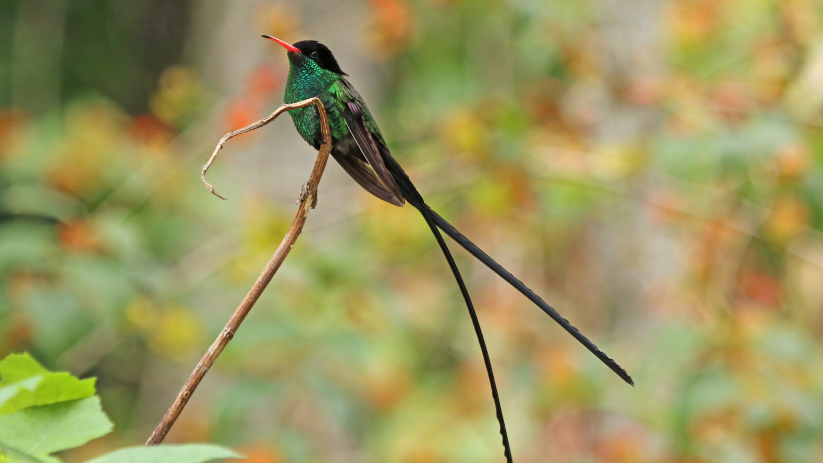 Red-billed Streamertail