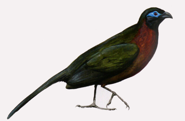 Red-breasted Coua