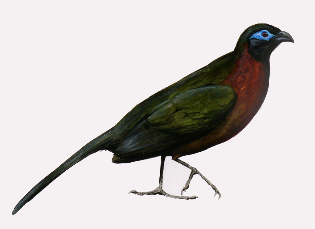 Red-breasted Coua