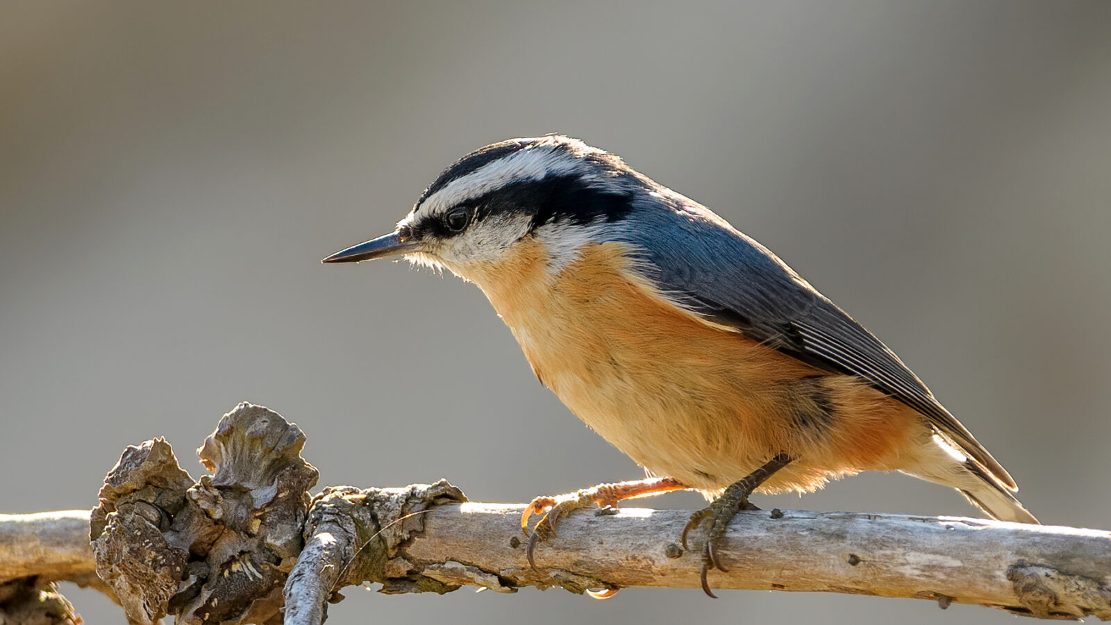 Red-breasted Nuthatch