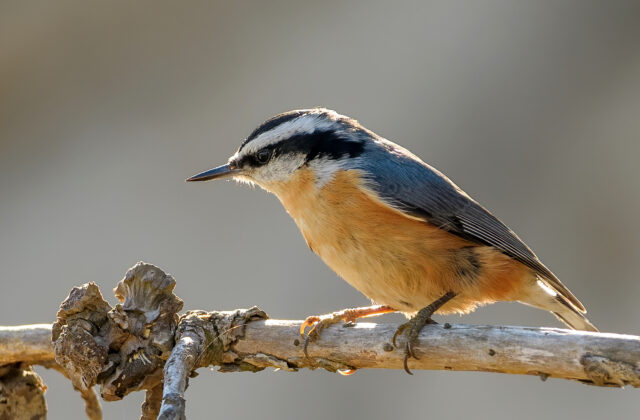 Red-breasted Nuthatch