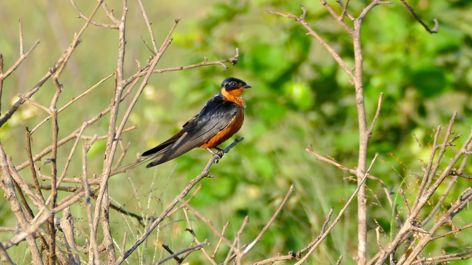 Red-breasted Swallow